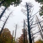 Help for Hemlocks