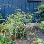 Roots and Shoots: Knockout Plants for Any Garden