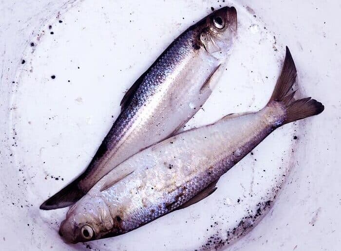 After 50-year ban, some lower Hudson River fish are okay to eat, officials say