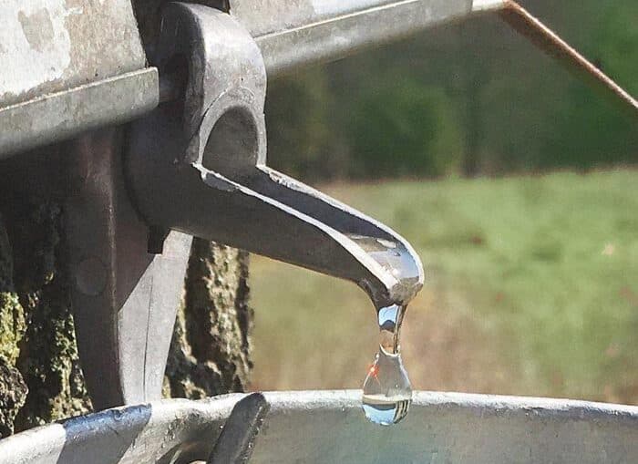 Celebrate spring and sweet sap in Kingston this Saturday