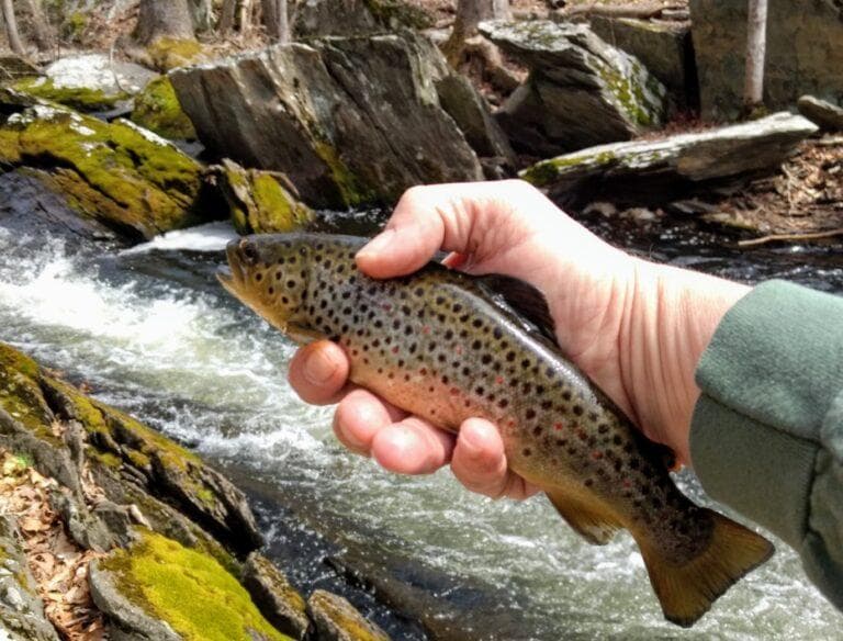 Trout season opens today