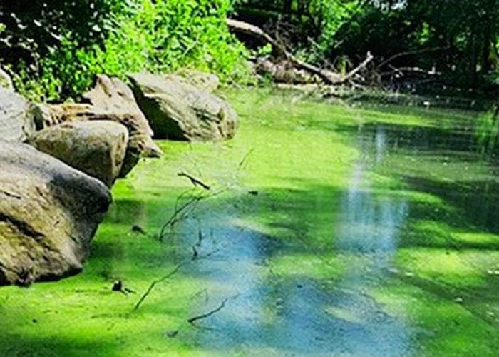 Fighting algae blooms on Lake Carmel