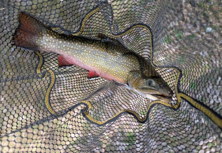 Anglers enjoy opening day of trout fishing